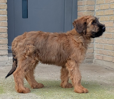 Les chiots de Berger de Brie