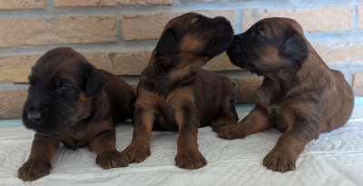Les chiots de Berger de Brie