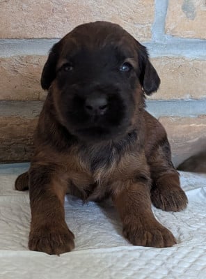 Les chiots de Berger de Brie