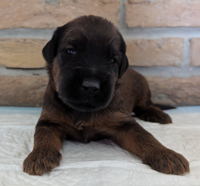 Les chiots de Berger de Brie
