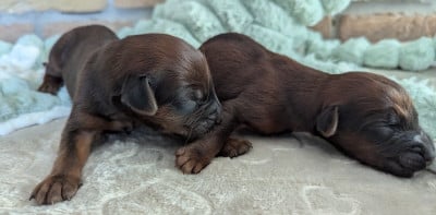 Les chiots de Berger de Brie