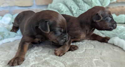 Les chiots de Berger de Brie