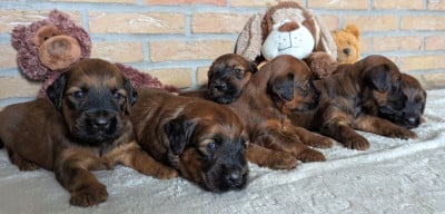 Les chiots de Berger de Brie