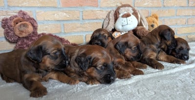 Les chiots de Berger de Brie
