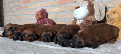 Les chiots de Berger de Brie