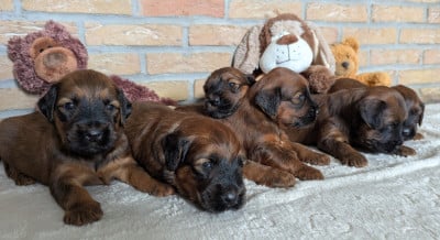 Les chiots de Berger de Brie