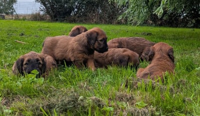 Les chiots de Berger de Brie