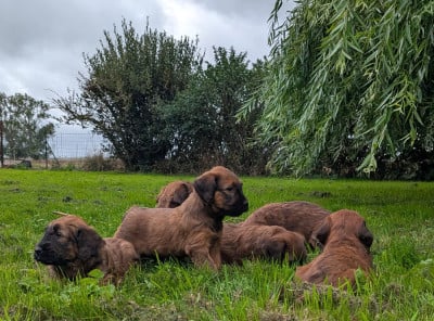 Les chiots de Berger de Brie