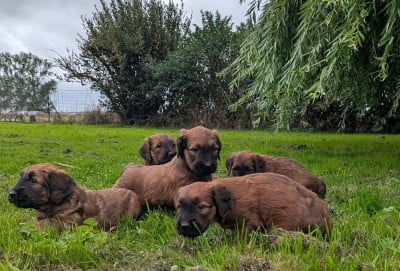 Les chiots de Berger de Brie