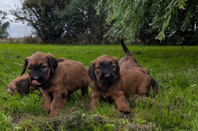 Les chiots de Berger de Brie