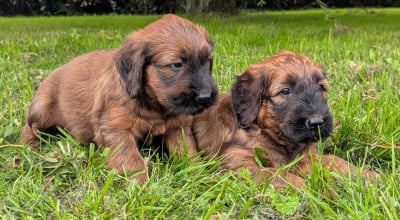 Les chiots de Berger de Brie