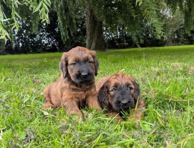 Les chiots de Berger de Brie