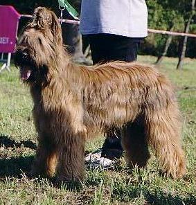 Titeuf des Plaines de Brotonne - TRES PROMETTEUR (classe : pupille mâles)
