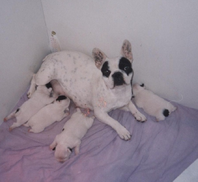 Publication : De gipsidane Auteur : Maguy JOYEUX