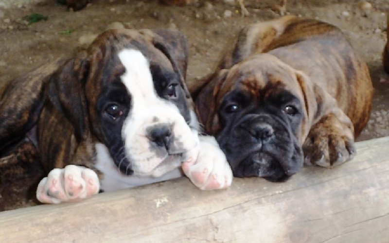 Publication : De gipsidane Auteur : Stéhanie Doberman