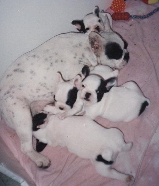 Publication : De gipsidane Auteur : Maguy JOYEUX