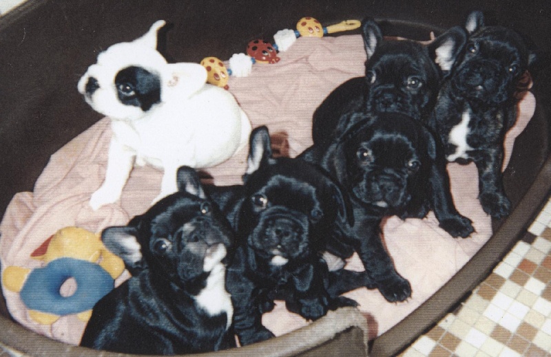 Publication : De gipsidane Auteur : Maguy JOYEUX