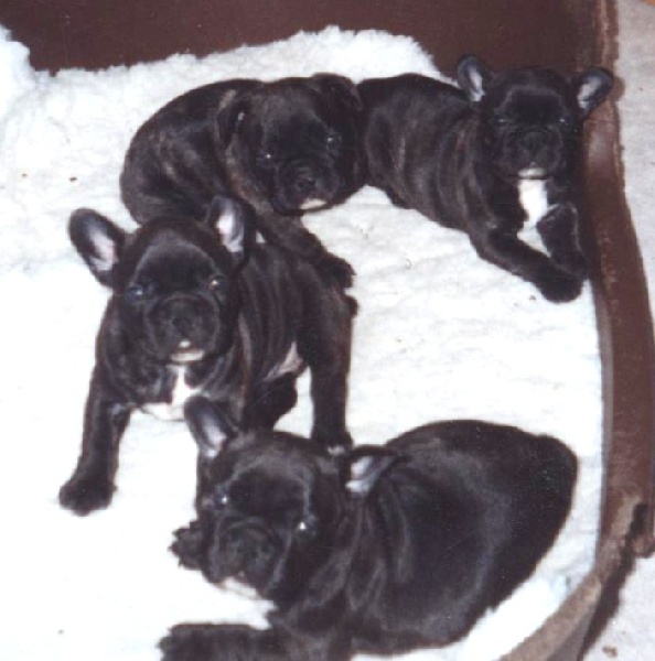 Publication : De gipsidane Auteur : Maguy JOYEUX