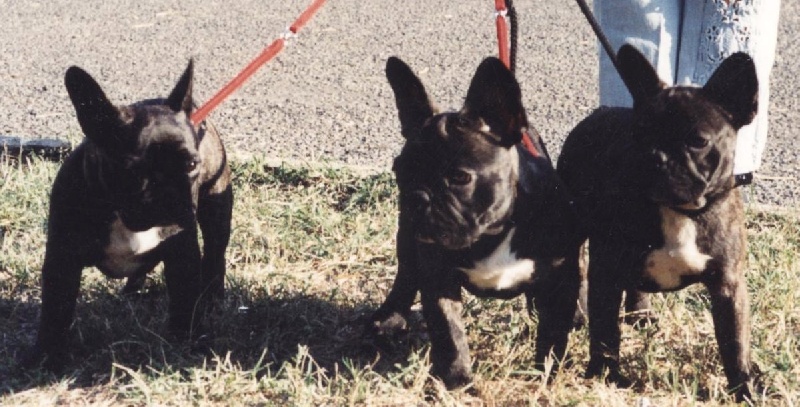 Publication : De gipsidane Auteur : Maguy JOYEUX