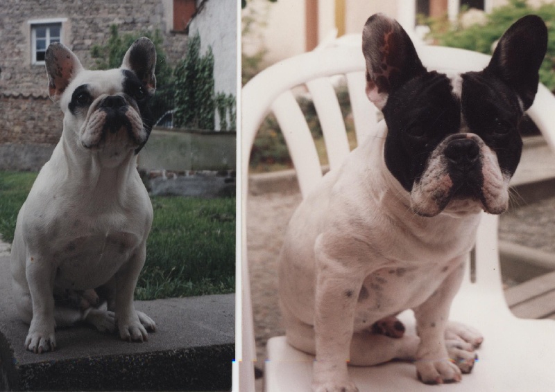 Publication : De gipsidane Auteur : Maguy JOYEUX