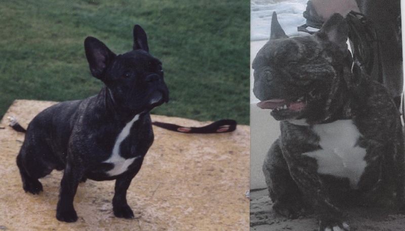 Publication : De gipsidane Auteur : Maguy JOYEUX