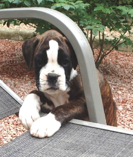 Publication : De gipsidane Auteur : Stéhanie Doberman