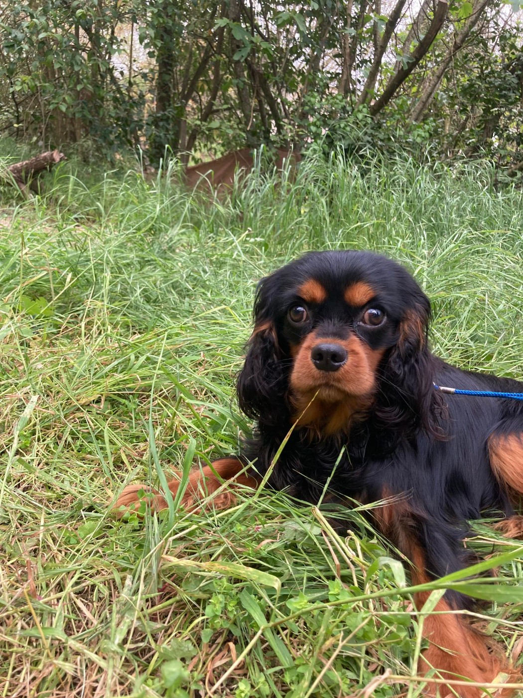 Cavalier King Charles Spaniel - du mont d'amour
