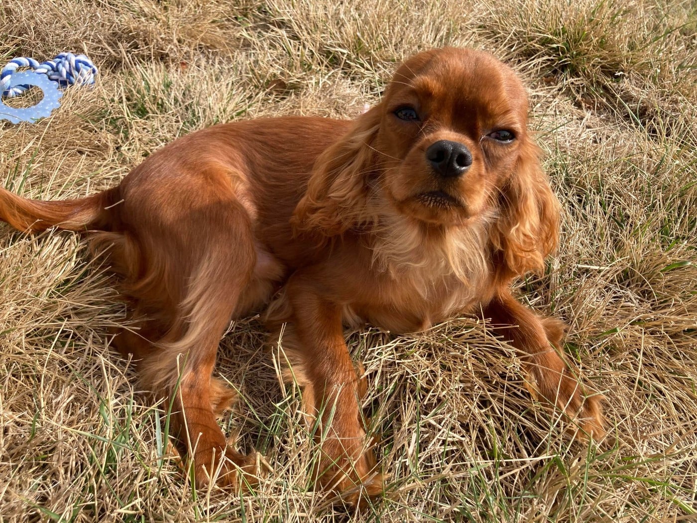 Cavalier King Charles Spaniel - du mont d'amour