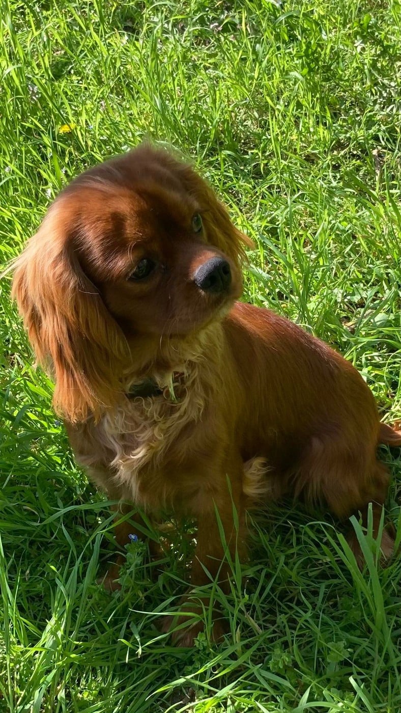 Arlequin du mont d'amour