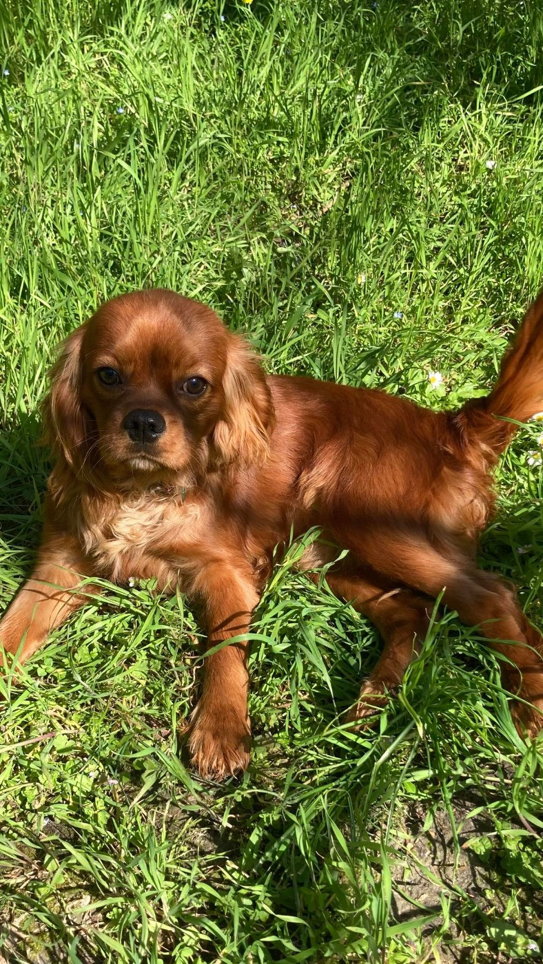 Arlequin du mont d'amour