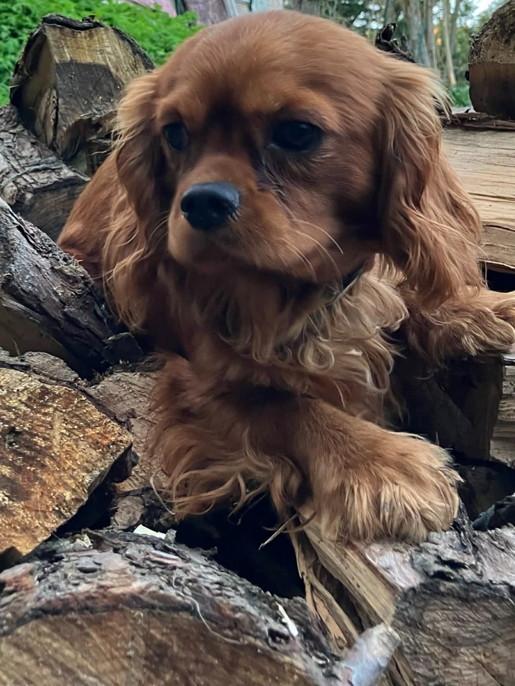 Cavalier King Charles Spaniel - du mont d'amour
