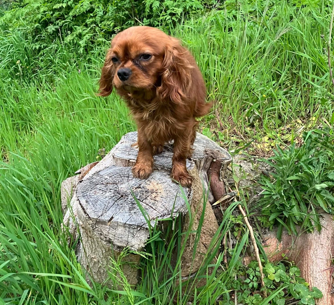 Cavalier King Charles Spaniel - du mont d'amour