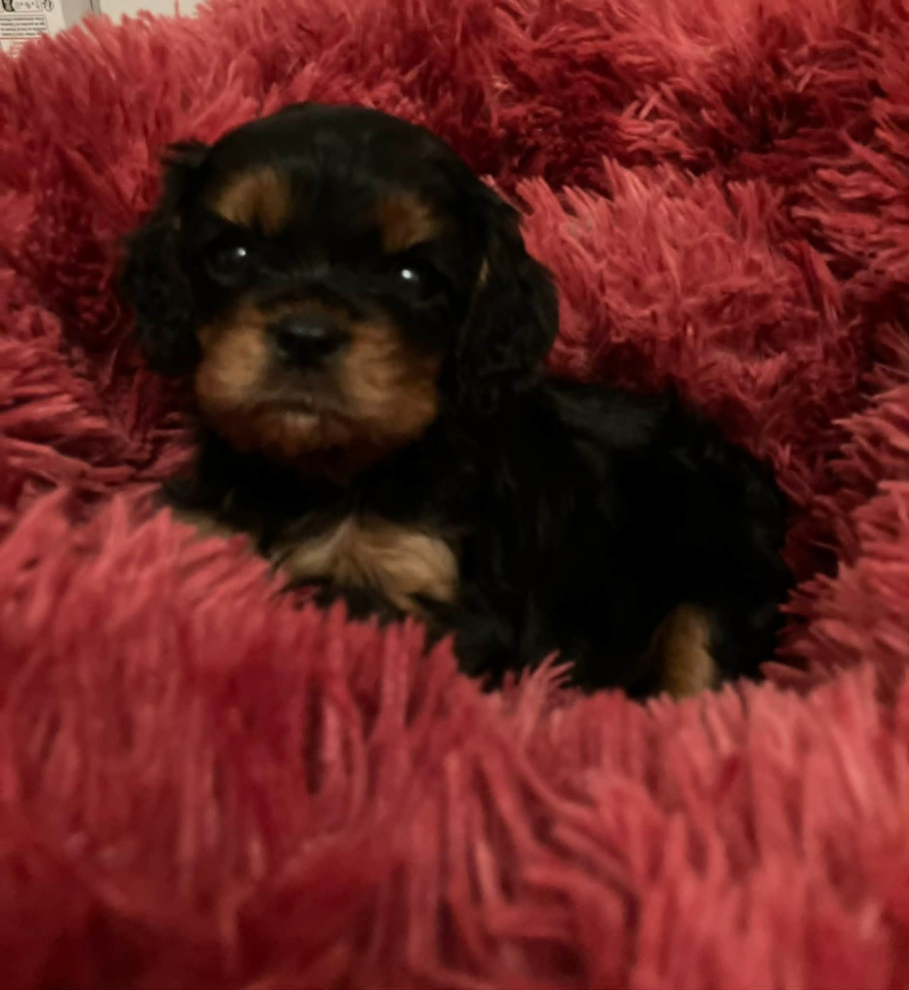 Chiot N°3