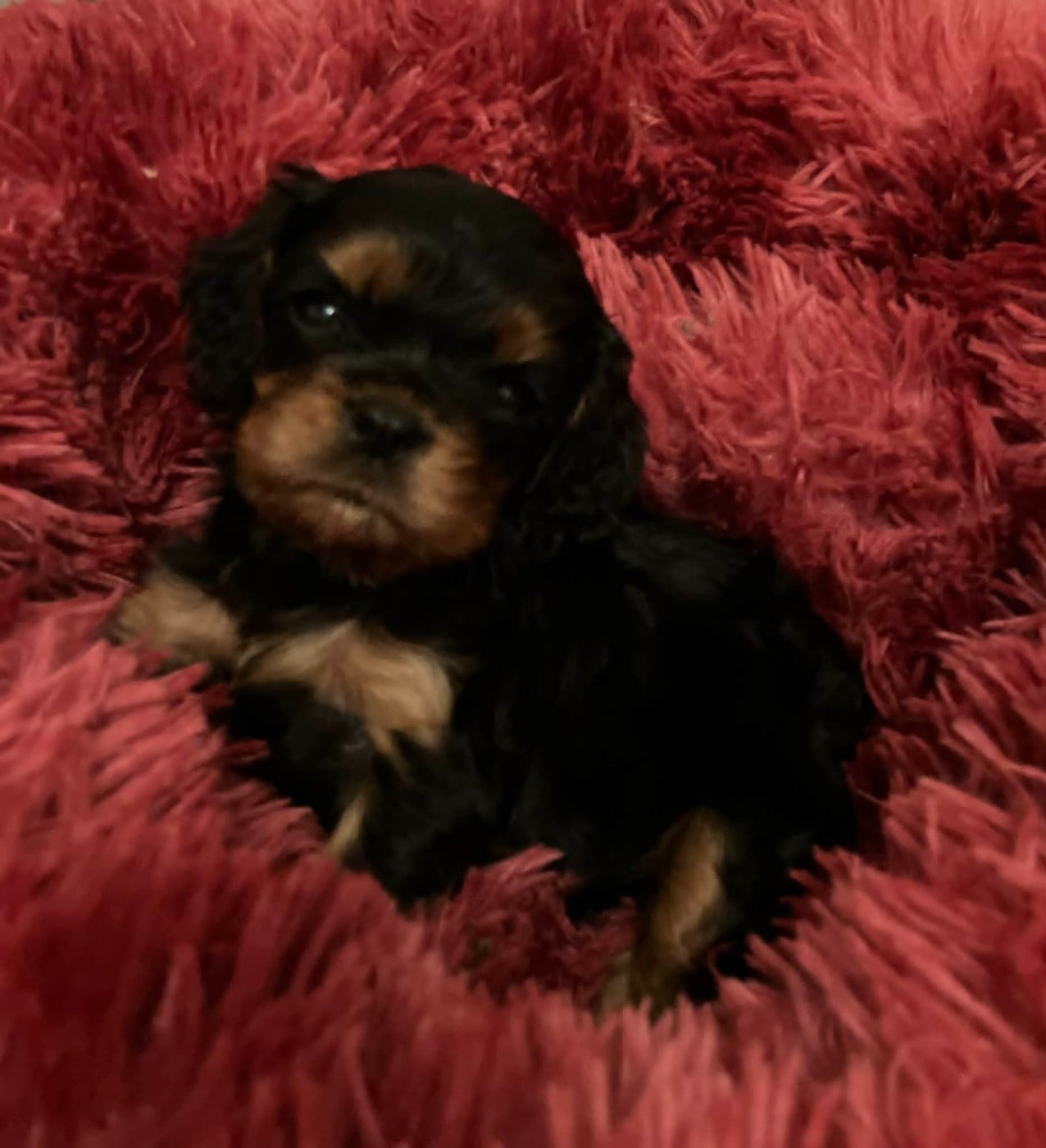 Chiot N°3