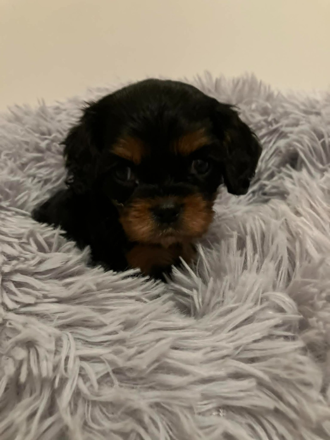 Chiot N°4
