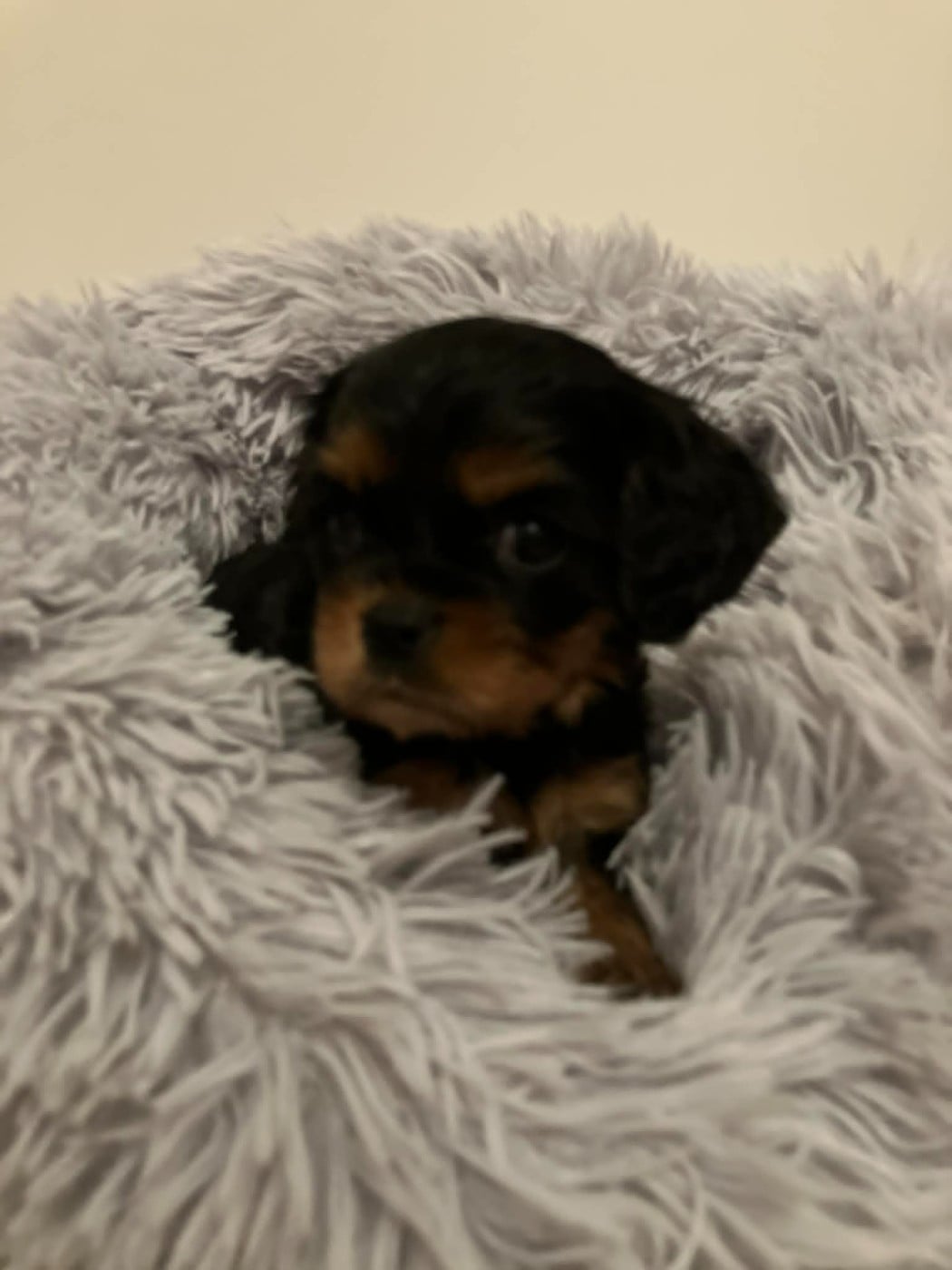 Chiot N°4