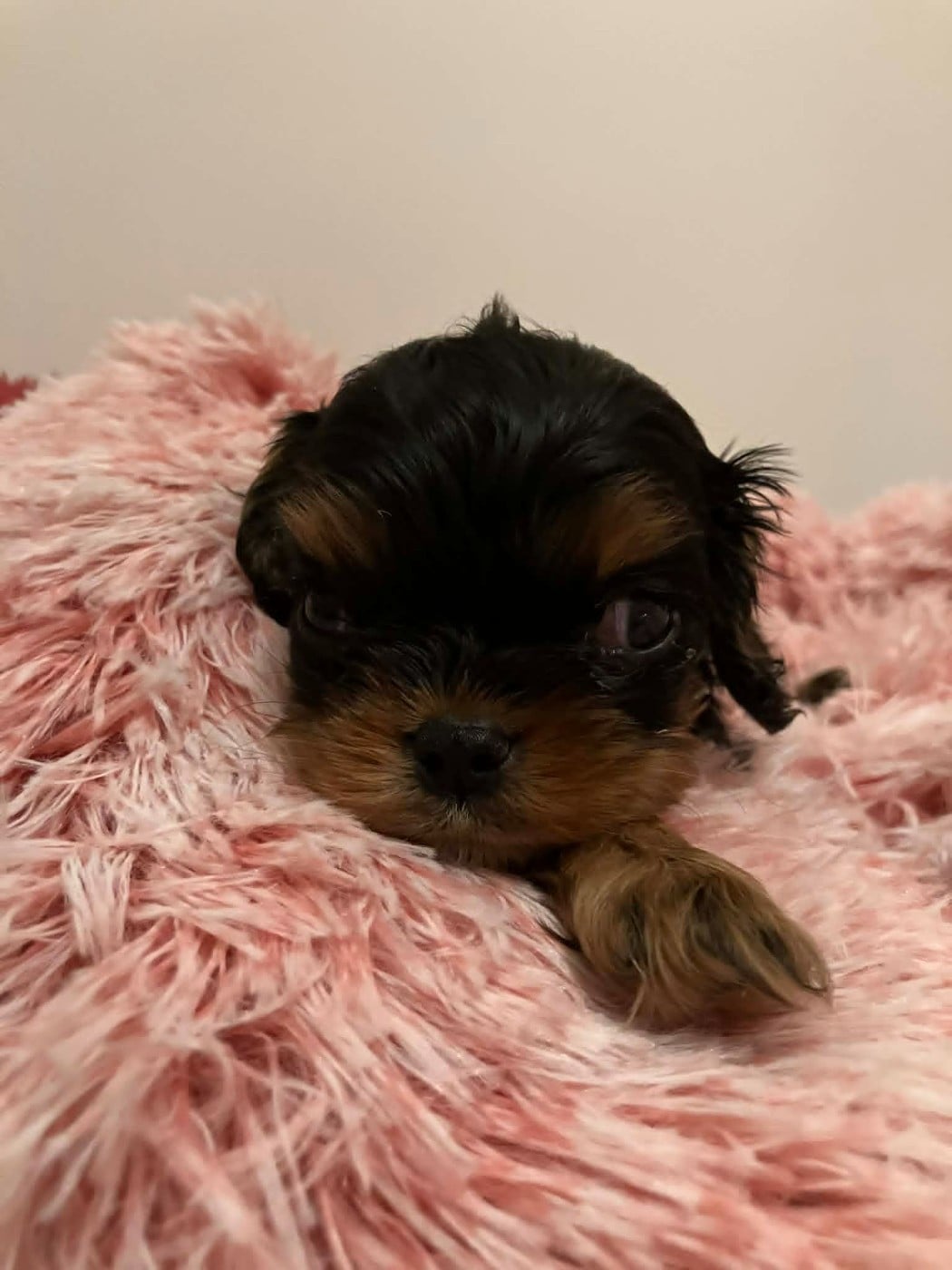 Chiot N°2