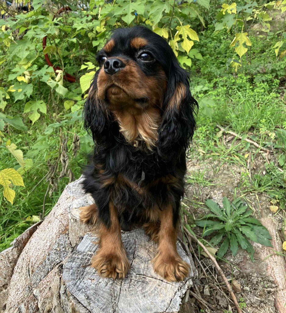 Cavalier King Charles Spaniel - du mont d'amour