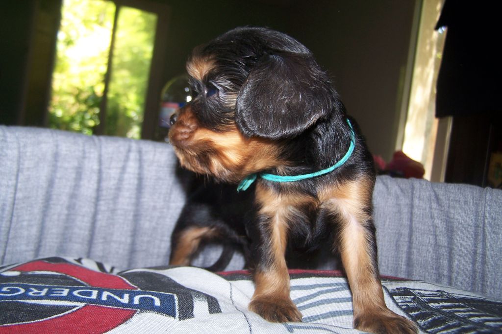 CHIOT noir et feu - Cavalier King Charles Spaniel