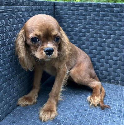 Les chiots de Cavalier King Charles Spaniel