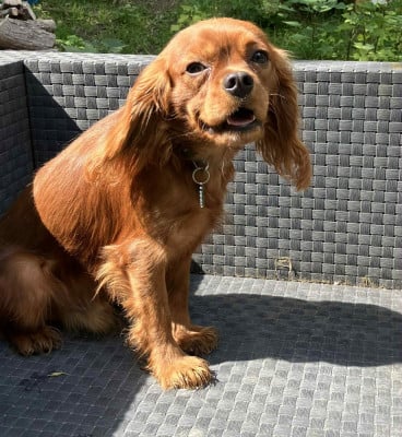 Les chiots de Cavalier King Charles Spaniel