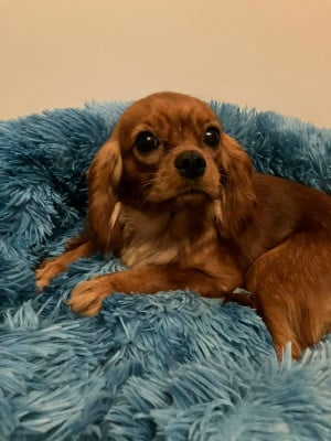 Les chiots de Cavalier King Charles Spaniel