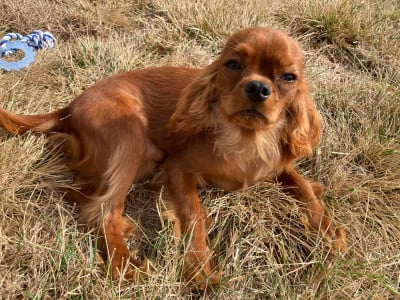 Les chiots de Cavalier King Charles Spaniel