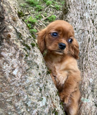 Les chiots de Cavalier King Charles Spaniel