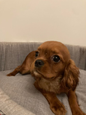 Les chiots de Cavalier King Charles Spaniel