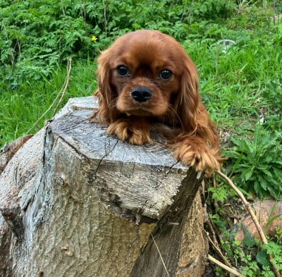 Les chiots de Cavalier King Charles Spaniel