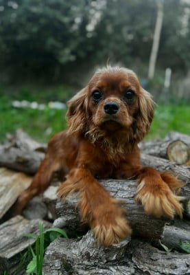 Les chiots de Cavalier King Charles Spaniel