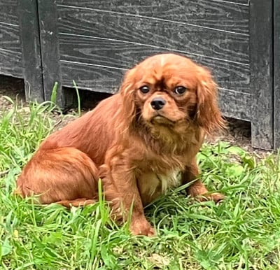 Les chiots de Cavalier King Charles Spaniel