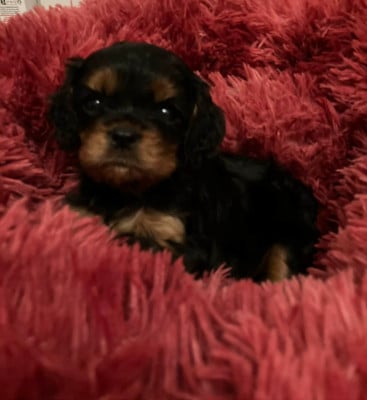 Les chiots de Cavalier King Charles Spaniel