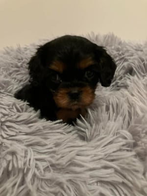 Les chiots de Cavalier King Charles Spaniel